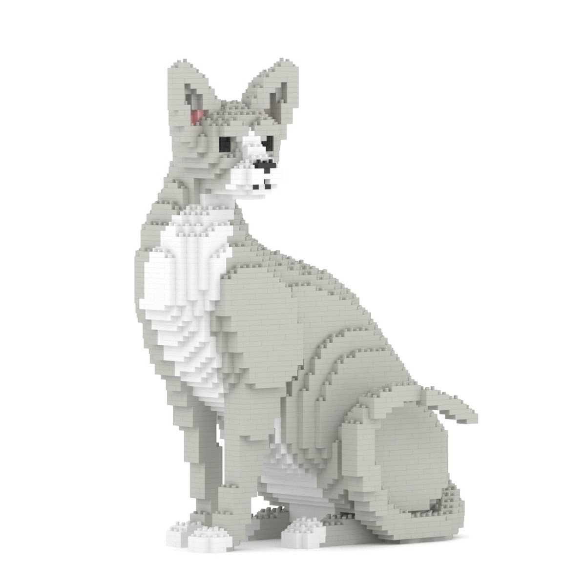 Jekca - Sphynx Cat - 01S